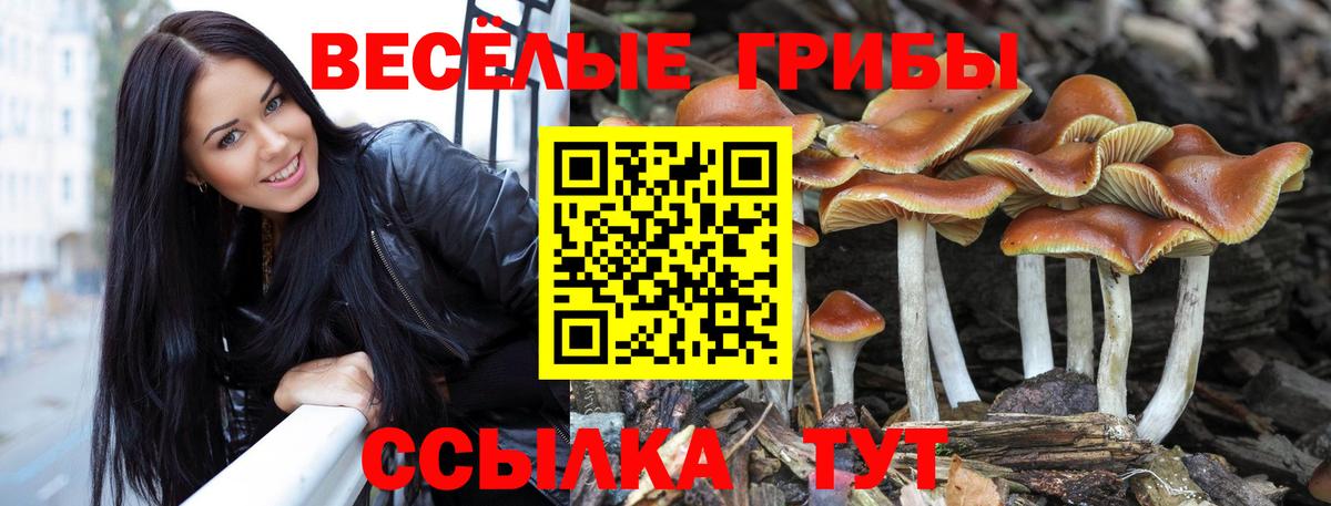 Псилоцибиновые грибы Psilocybine cubensis Тюмень